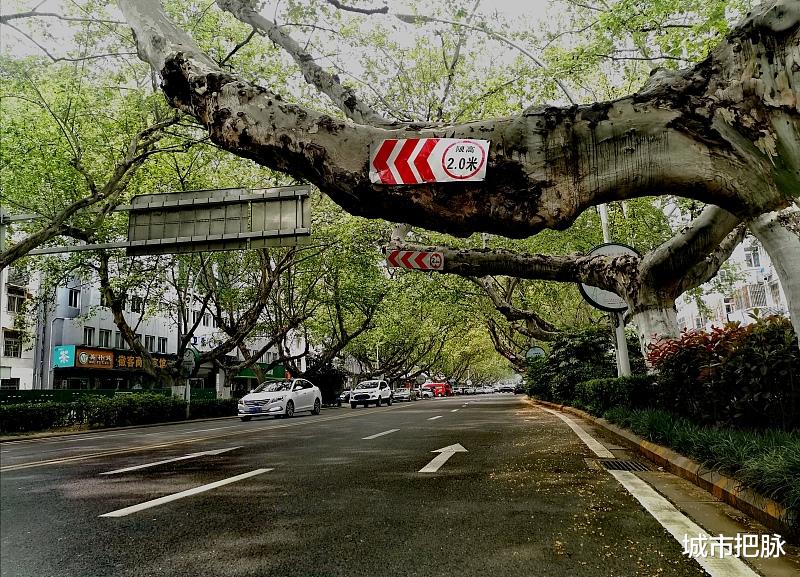 城市把脉 安徽：在江苏浙江上海3棵大树遮盖下，我只有这样才能看见苍穹