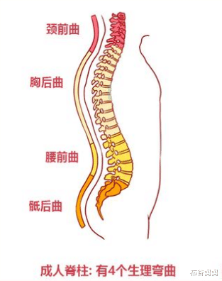 布谷妈妈|孩子的脊柱很脆弱，平时若有3种行为，说明在慢慢变驼背、高低肩