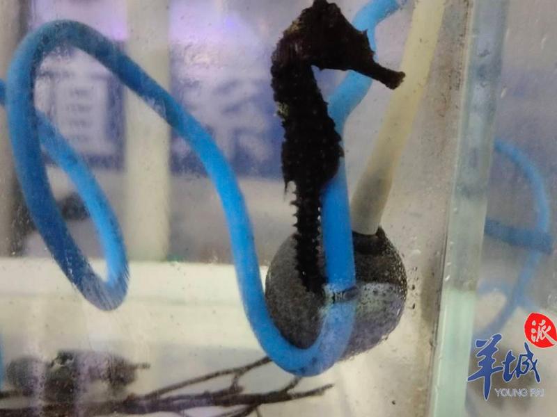 羊城派 科学驿站 海马爸爸负责生孩子，能否借鉴到人类？科学家：我们正在努力