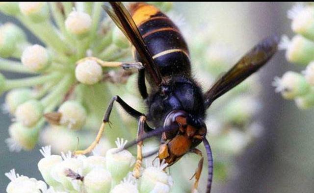 胡蜂 养了一些中蜂，最近发现胡蜂来袭击小蜜蜂了，大家都有哪些妙招？