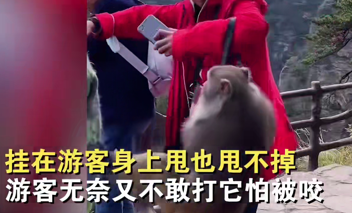 悍匪猴子是如何养成的？游客景区游玩背包被抢，网友：正常！