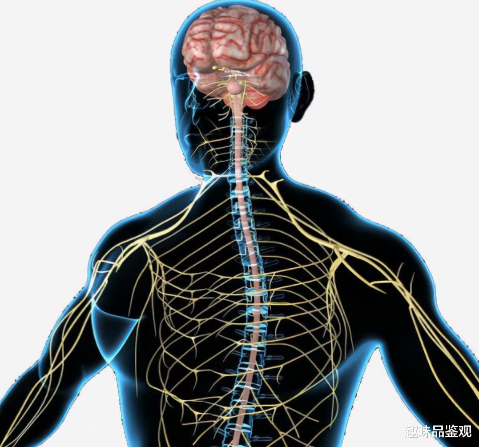 神经元 人类的神经系统被精心设计过？为何运行模式可以和宇宙媲美？