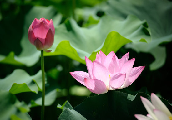 运势|6月上旬，喜鹊报喜，4属相桃花朵朵开，幸福生活自然来