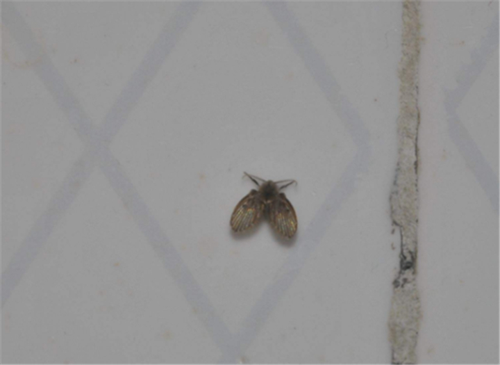 |卫生间总有小飞虫是什么原因？老师傅：做好这2点，就能彻底清除