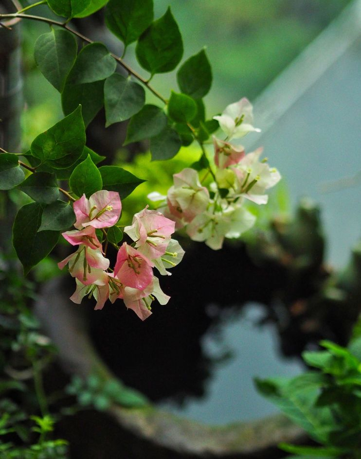 7㎡小阳台，改造成19楼的空中小花园，天天宅在家不想出门了