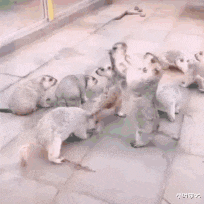 小叶娱记|神回复：“如果研制出百草枯的解药，会得到奖励吗？”网友：有！