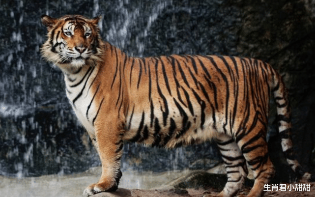 |职场顺风顺水，生肖虎找到打开成功之门的钥匙，美梦成真指日可待