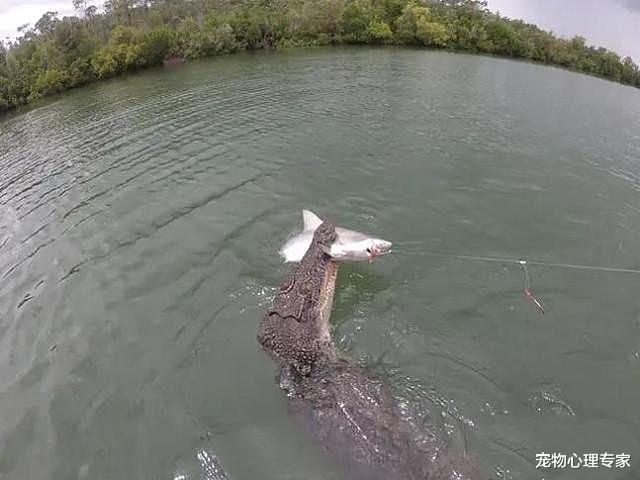 兽医|男子钓到1条鲨鱼打算收线拉上来，随后却剪断了鱼线：让给你好了