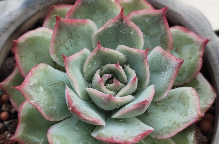 续约紫罗兰 在找有颜值又好养，还容易养成捧花状的多肉？那就是粉色提示了！