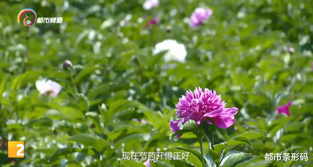 都市条形码 最美人间四月天 来梁王山赏牡丹芍药