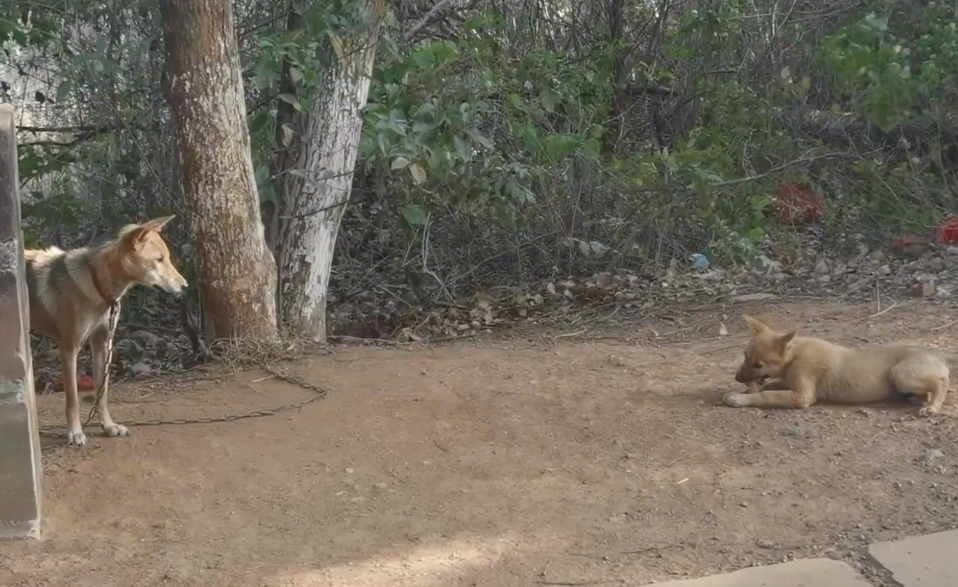 浙江省 浙江：曾因偷吃鸡鸭3只狗狗一同被抛弃，好不容易带着一只狗崽回家的狗狗，之后就一直被拴着