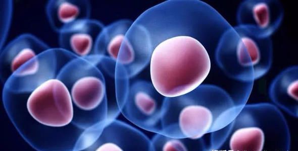 中科西部干细胞研究院:干细胞的多方面应用