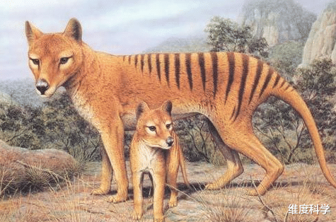 澳洲 人类眼睁睁看着灭亡的动物，刚颁布法律保护，美国几天就灭绝了