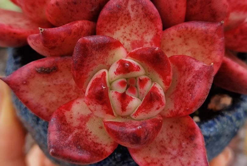 续约紫罗兰|美若红颜,甜如蜜语——多肉红颜蜜语不好养?我养过后不这么认为