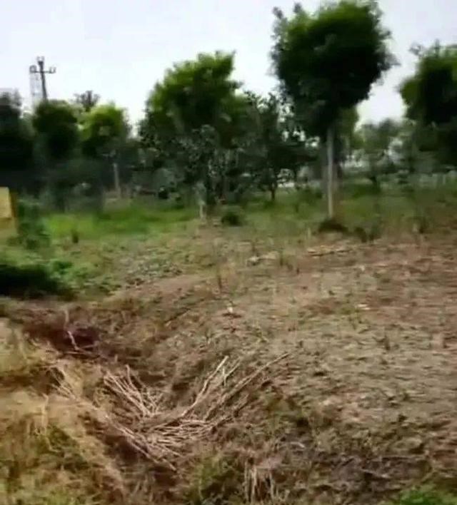 |扬州男子上午钓到十几斤大鱼,下午再去结果触电身亡,年仅33岁