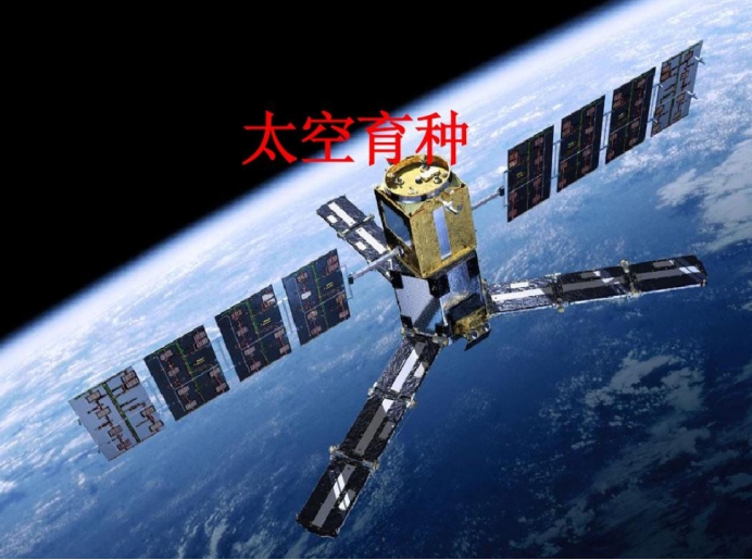 太空育种 中国的“太空稻”开始收割！稻粒长约1厘米，我们多久能吃上？