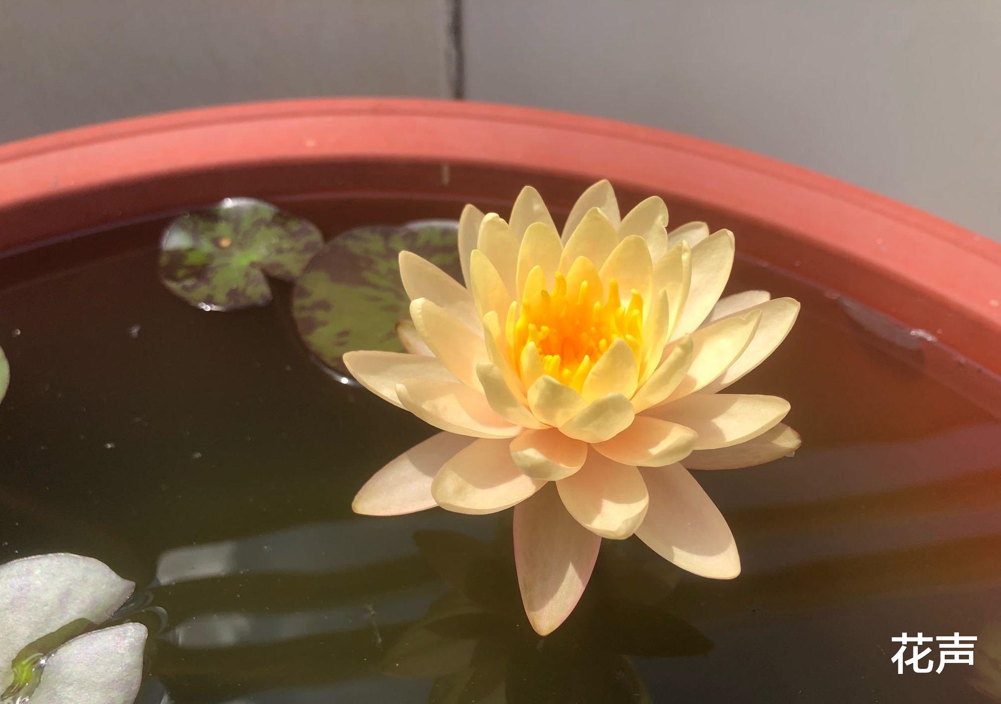 花声|睡莲界的“劳模”—艾肯斯，开花很勤奋，又美又仙，阳台也能种