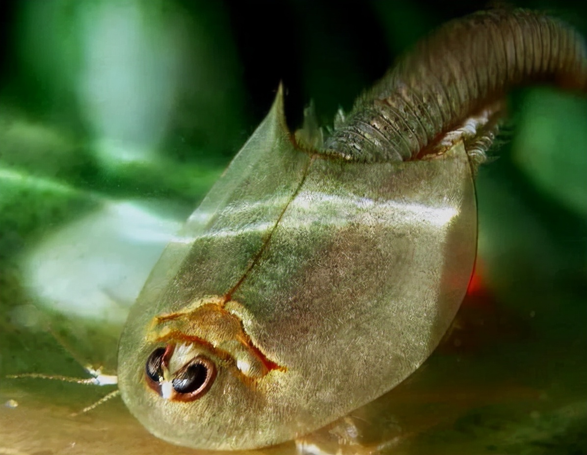 恐龙 生物界的活化石，活了3亿年，熬过3次生物大灭绝，如今却用来喂鸡