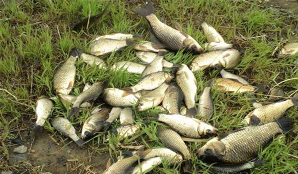 钓鱼技巧|钓鱼技巧：钓鱼要不要放口？把窝中鱼钓光，还是养一养？你怎么看