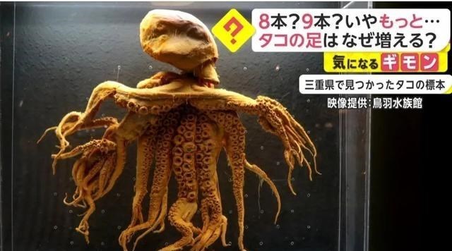 日本現身32條腿的章魚，和福島核電站的核廢水排放有多大關系？-圖5