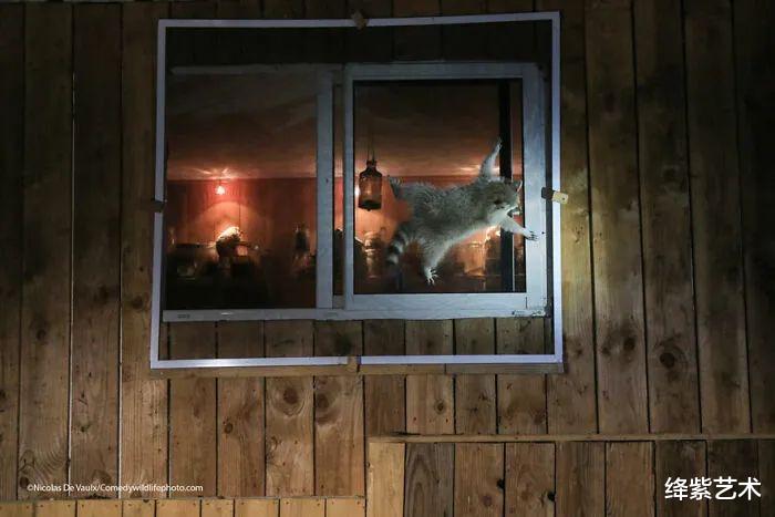 15幅野生动物摄影“翻车”作品,太欢乐了,第一个就让人笑到飙泪