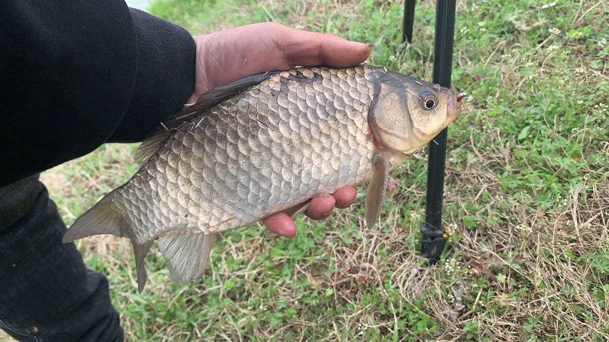 饵料|降温后钓鱼添加剂推荐，促开口利诱鱼成本低