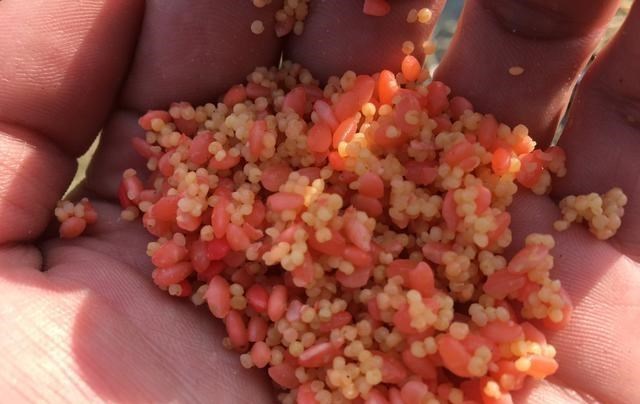 青鱼|新手如何快速钓到鱼？讲几句实话，保证比你烧钱买装备有用！