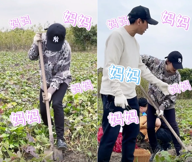 孙俪|孙俪夫妇下田挖红薯！用脚踩铁锹动作卖力，子女一直叫喊没空理