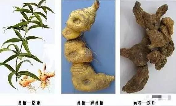 陈智勇 文人笔下的黄精记载很多，它究竟有什么样的药用价值呢？