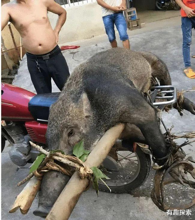 野猪 人猪矛盾激化！陕西野猪20万头，“杀猪令”杀死的野猪肉能吃吗？