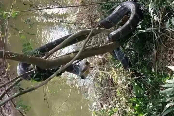 眼镜王蛇 世界上最危险的蛇，眼镜王蛇难道没有天敌？连平头哥都搞不定？