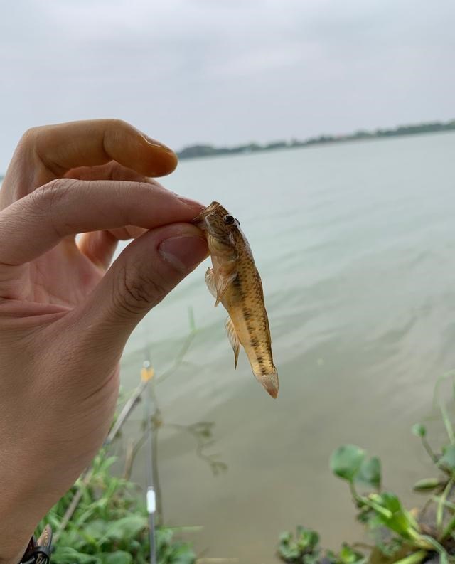 |河道涨水鲨虎鱼泛滥，钓鱼人：钓得头疼，鱼饵都不够吃