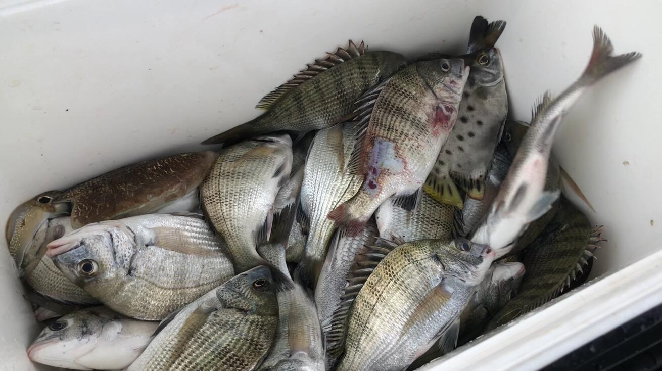 东莞|今年第一次夜钓，被鱼调戏一晚上，小伙拿来抄网直接抄上来