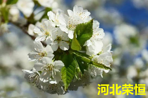 想要用好叶面肥,就要抓住这三点