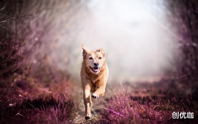 运势|2021下半年，金牛、天蝎、双子运势分析：爱情桃花开，职场有人助