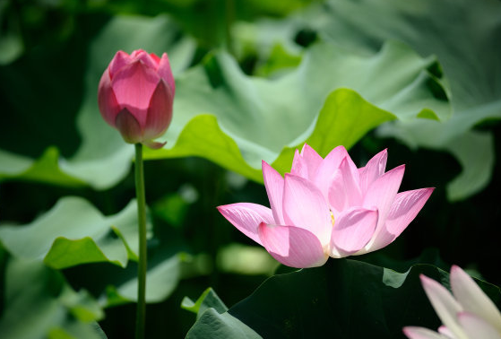 星临天下|进入8月初，4属相灾祸不近身，抓住机会，财源滚滚，事业顺风顺水