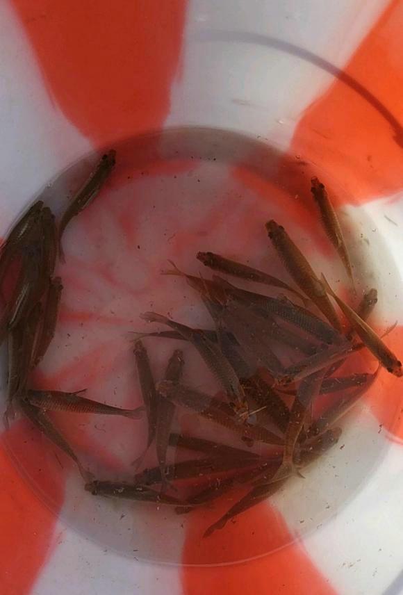 麦穗|江西一水库麦穗鱼成灾，当地老乡：一天能搞上千条，杀鱼杀到崩溃