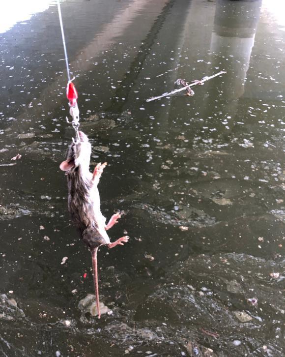 |除了钓不到鱼,真的什么都能钓到,你都钓起来过哪些奇葩?