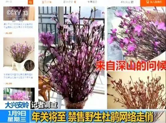 男子花100元买盆花，警察半夜找上门，结果悲剧了