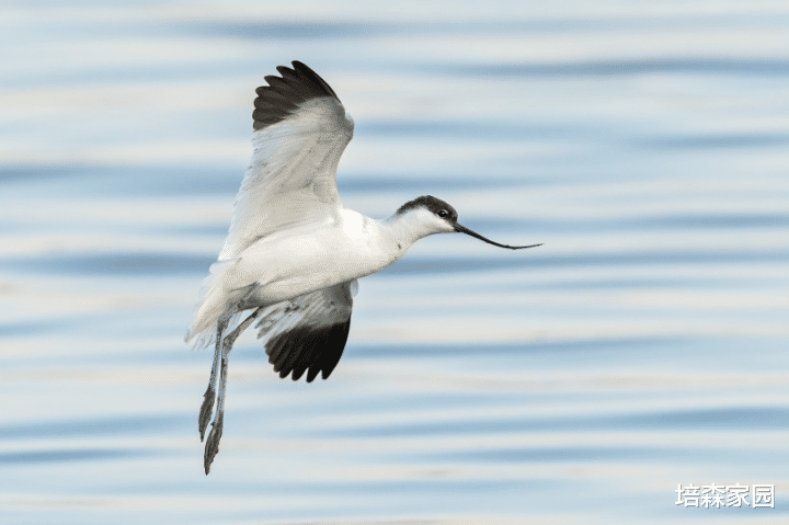  鸟儿的嘴为什么都是不一样的？