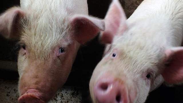 生猪价格 继续跌！全球“抢猪”开启，饲料半月涨3轮，猪价或将翻天？