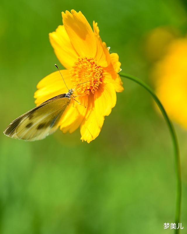 梦美儿|缺点钱没什么,但别缺德