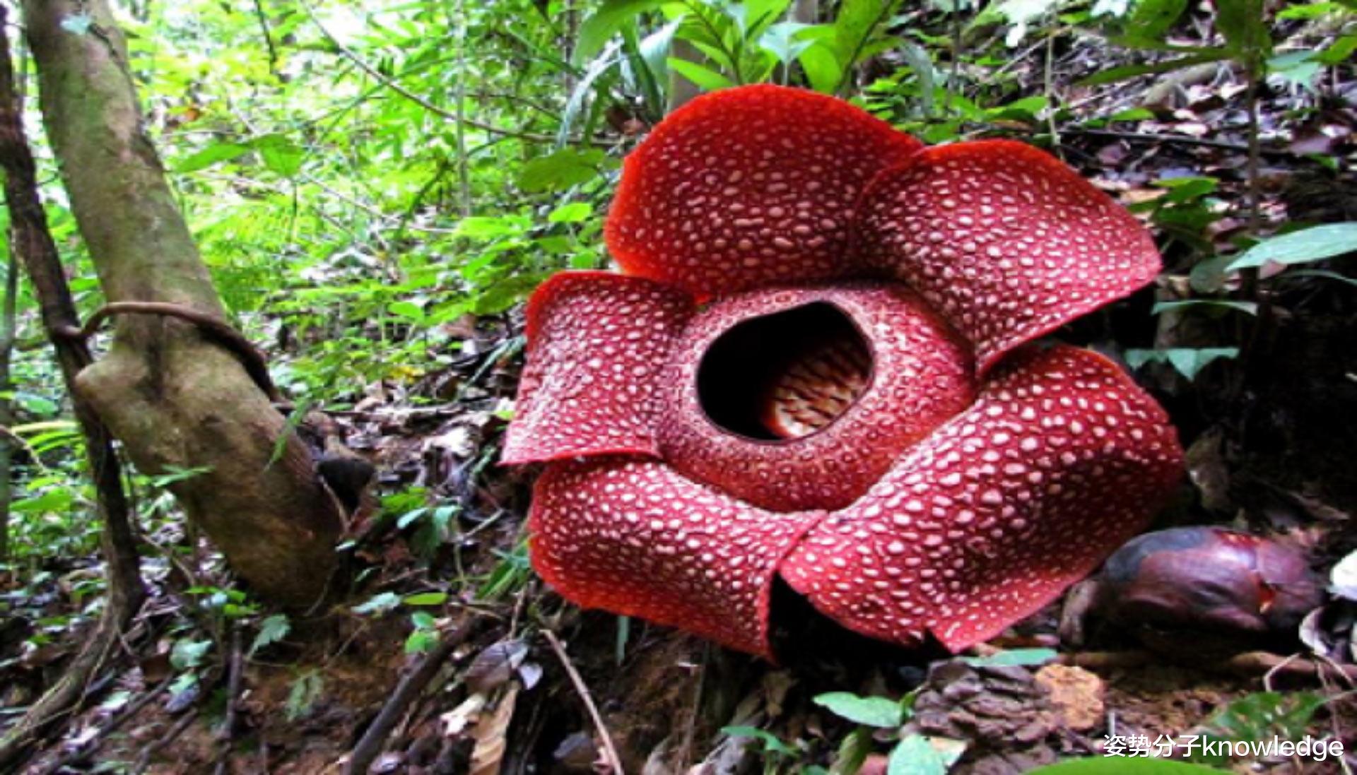 科学家 直径1米，臭味“七里”，印度尼西亚发现臭尸百合，这是什么花？