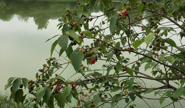 饵料|夏末野钓要找这种树、天然重窝鱼儿多， 需大钩粗线伺候