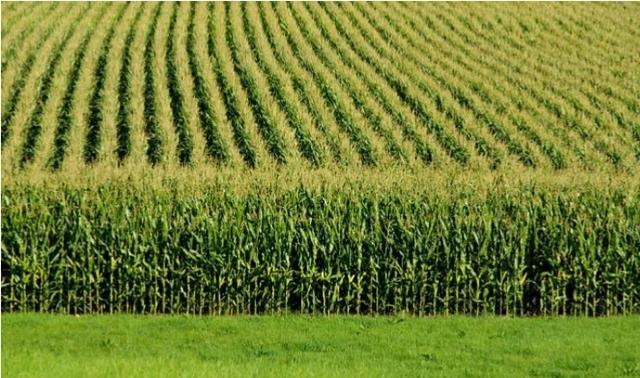 放开双手|农村一亩地20万买断所有权,你愿意卖吗?