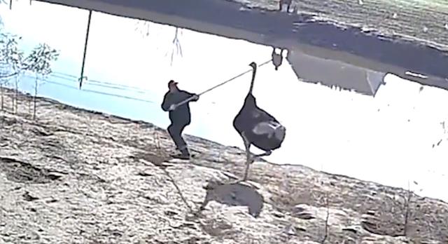 鸵鸟|江苏一男子私闯鱼塘钓鱼，被看家护院的鸵鸟撵着跑，持长棍仍惨败