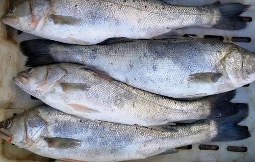 |男子意外捞上“龙形生物”，别人鉴定后，男子不淡定了