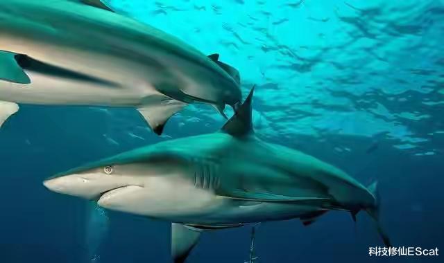 鲨鱼 雄性的意义何在？全是雌性的生物被发现，放弃交配依旧存续百万年