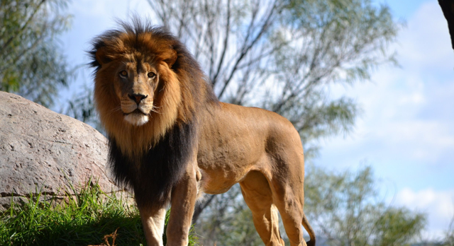 比人类压力还大的雄狮到底多悲惨？一生征战，打不动时死期就到了