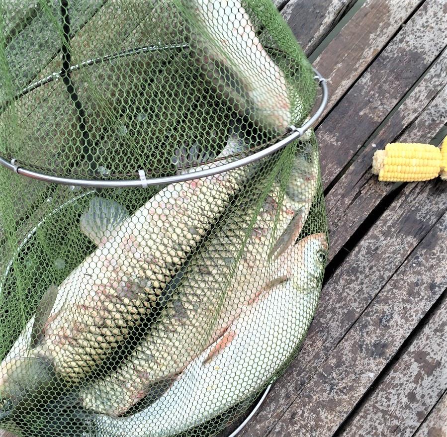 饵料|此种钓鱼方法简单实用，可通杀上中下层的鲫鲤草鳊和翘嘴